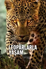 Leoparlarla Yaşam (2024)